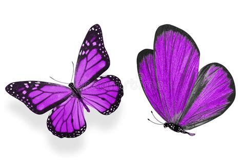 Beautiful Two Purple Butterflies Isolated On White Background Stock