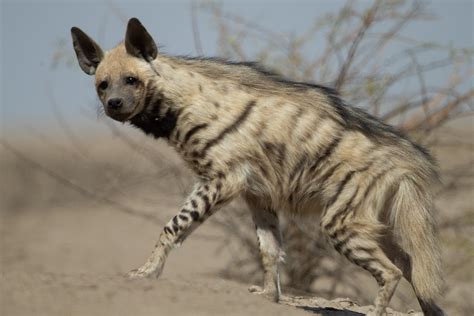 Striped Hyena Hyaena Hyaena Little Rann Of Kutch Zainab Flickr