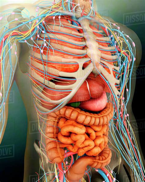 Women Human Body Diagram Arteries Of The Body Diagram — Untpikapps