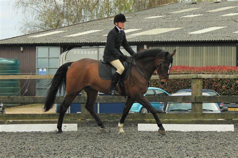 Berkshire Riding Centre Bhs Approved Riding School And Livery Yard