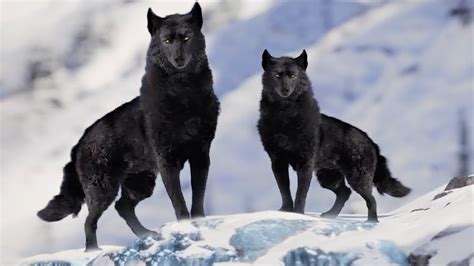 Most Beautiful Wolves In The World Chords Chordify