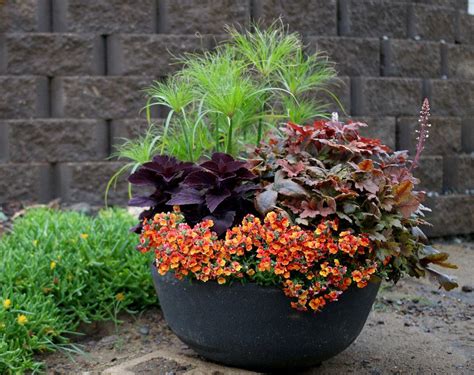 Pin On Container Gardening Ideas