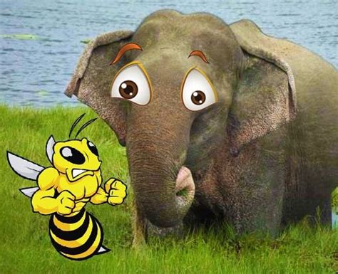 Elephants Are Scared Of Bees — Steemit