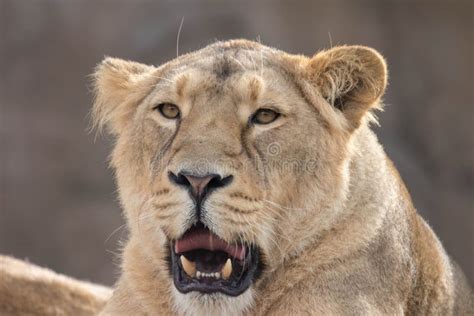 Indian Lion Asiatic Female Lioness Showing Teeth Stock Photo Image