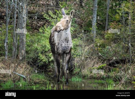 Moose Canada Hi Res Stock Photography And Images Alamy