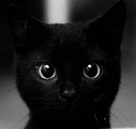 Animals Big Eyes Black Black Cat Image 498053 On