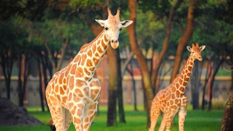 Giraffes Disney Animals Walt Disney World Resort