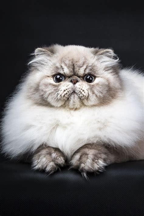 Fun Facts And Trivia About Persian Cats Cats Persian Cat Cute Baby
