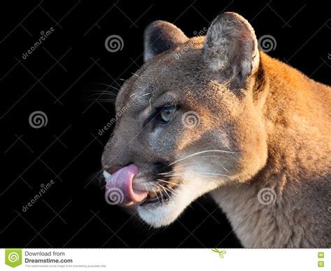 Cougar Fotografia Stock Immagine Di Fauna Animale Muso 77580798
