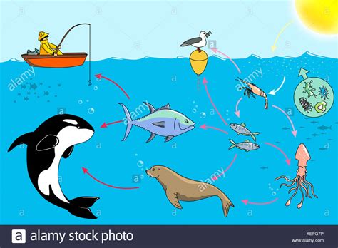 Per costruire la catena alimentare del mar nero,è necessario capire quali organismi possono essere i suoi collegamenti. CATENA ALIMENTARE Foto stock - Alamy