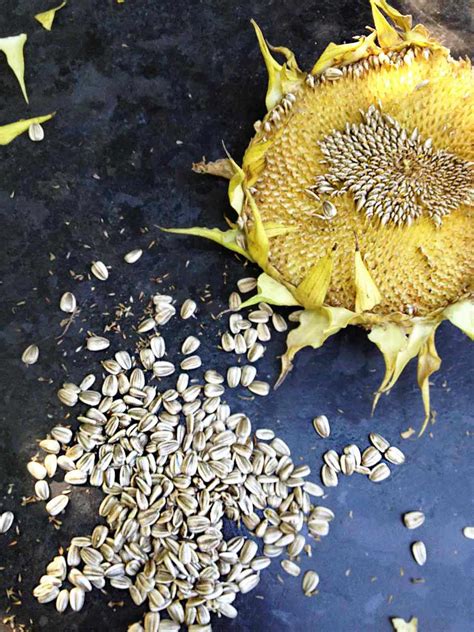How To Harvest And Roast In Shell Sunflower Seeds