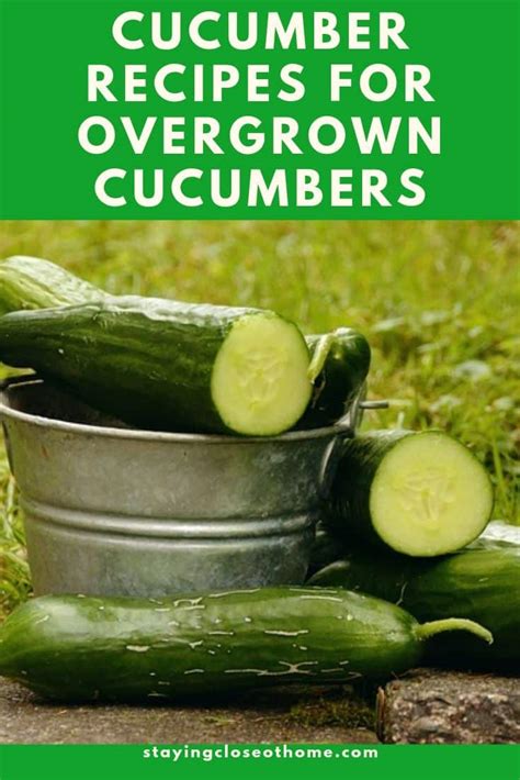 4 Cucumber Recipes For Overgrown Cucumbers Cucumber Blindness