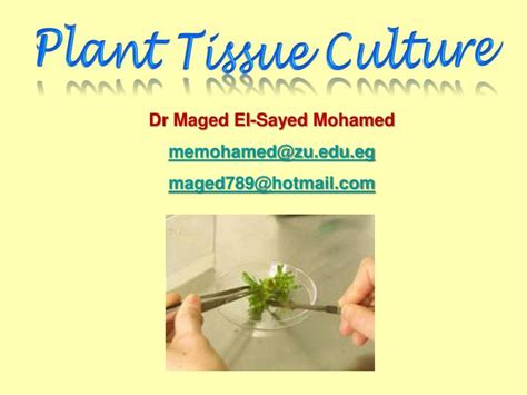 Ppt Plant Tissue Culture Powerpoint Presentation Free
