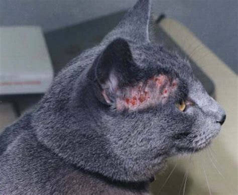 Feline pemphigus foliaceus is an uncommon skin disorder in cats but still the most common autoimmune skin disorder seen in this species. Skin: neoplasia in cats | Vetlexicon Felis from Vetstream ...