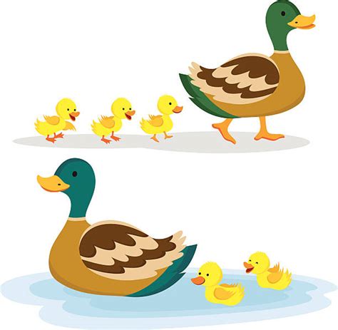Best Duck Illustrations Royalty Free Vector Graphics