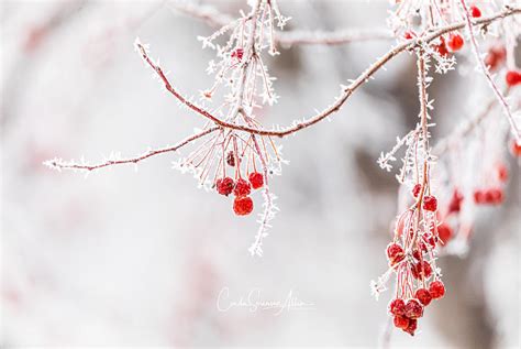 Snowberries Ii Photograph By Connie Allen