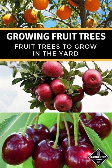 Top Tips For Successfully Growing Fruit Trees Gardening Channel