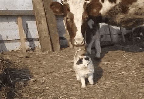 The best gifs are on giphy. 17 Animals Who Know That Cows Make The Best Friends