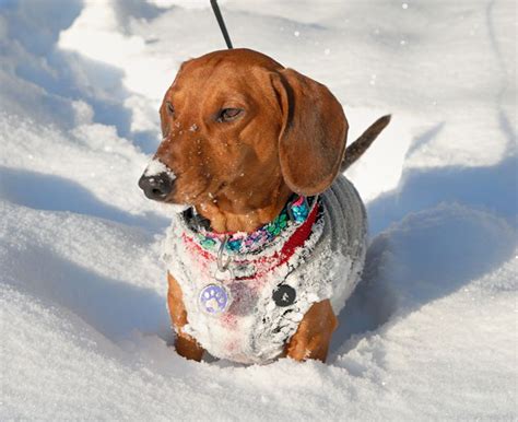 173 Best Snow Dachshunds Winter Images On Pinterest Dachshund Dog