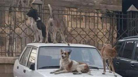 انتشار الكلاب الضالة يثير ذعر سكان شوارع عمارات ترعة نجع حمادي في سوهاج