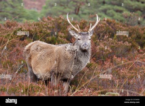 Red Deer Stag Cervus Elaphus Highlands Scotland Uk Stock Photo Alamy