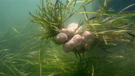 Worlds Largest Seagrass Restoration Project Leads To Rapid Recovery Of