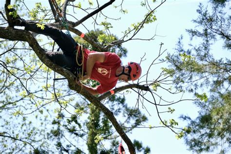 Morgans Grove Park To Host Annual Tree Climbing Championship News