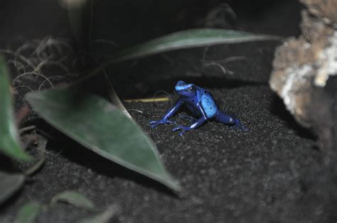Blue Poison Dart Frog Dendrobates Azureus Zoochat
