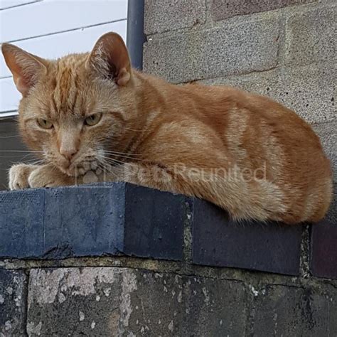 Lost Cat Ginger Cat Name Withheld Witham Area Essex