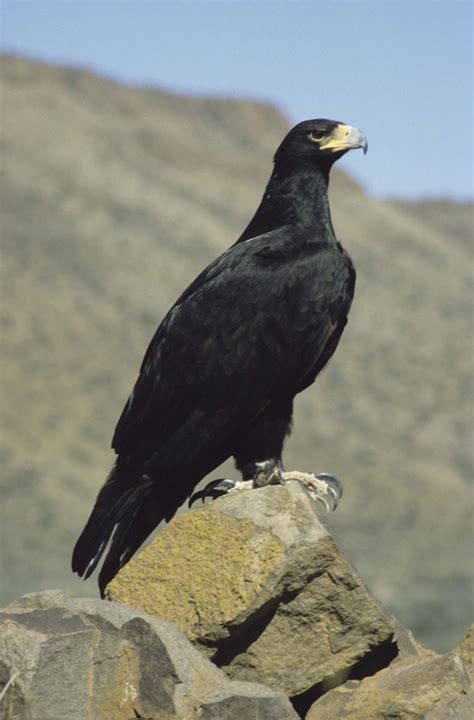 Black Eagle Animal Database Fandom