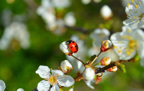 Wallpaper Spring Ladybug Flowering Images For Desktop Section макро