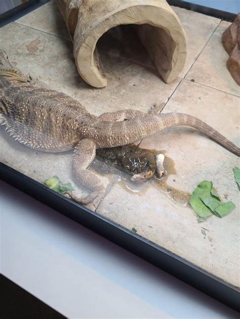 How To Get My Bearded Dragon To Poop Find Out Here All Animals Guide