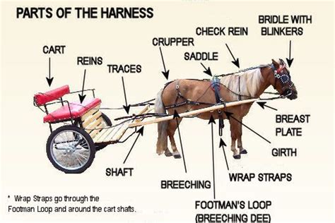 The Parts Of A Horse Drawn Buggy Are Labeled In This Diagram With