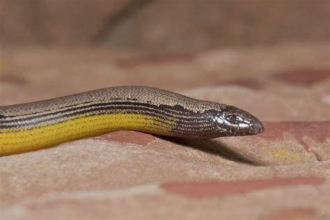 Baja California Legless Lizard Reptiles World