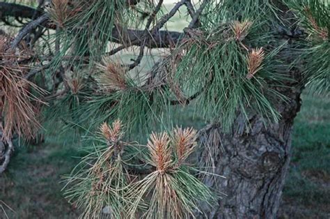Pine Tree Diseases How To Identify Pine Tree Diseases