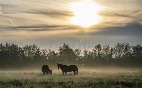 Two Horses In A Foggy Field At Dawn Stock Image Image Of Nature