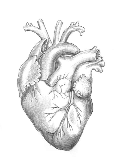Anatomía Corazón Original Dibujo A Lápiz Sin Marco