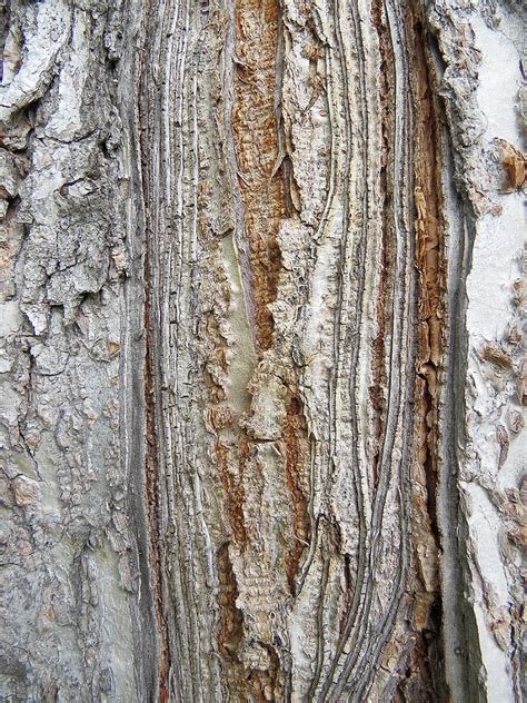Elm Tree Bark Photograph By Earth Garden Art Fine Art America