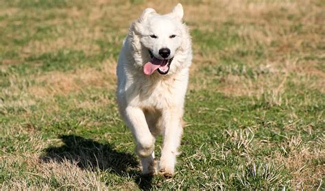 Great Pyrenees Price How Much Is A Pyrenean Dog K9 Web