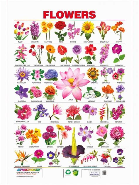 Different Types Of Flowers Drawing With Names Discover 151 Common