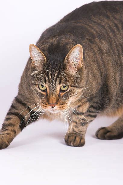 Mean Cat Stock Photos Pictures And Royalty Free Images Istock