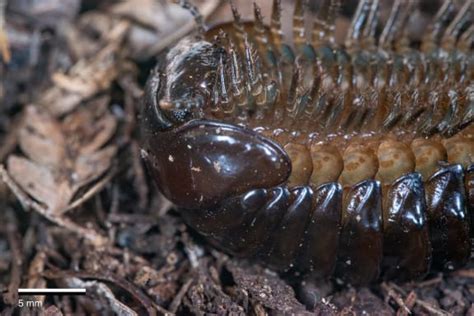 Pill Millipedes By Jeremy Rolfe Doc A Gallery From Afternoons Rnz