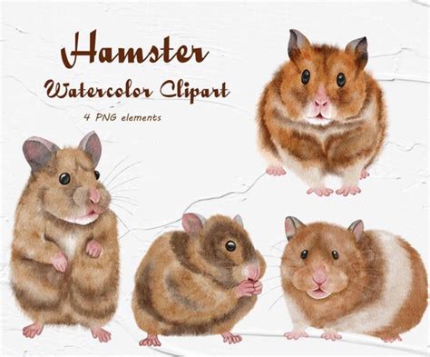 Hamster Clipart Watercolor Hamster Clipart Cute Hamster Etsy
