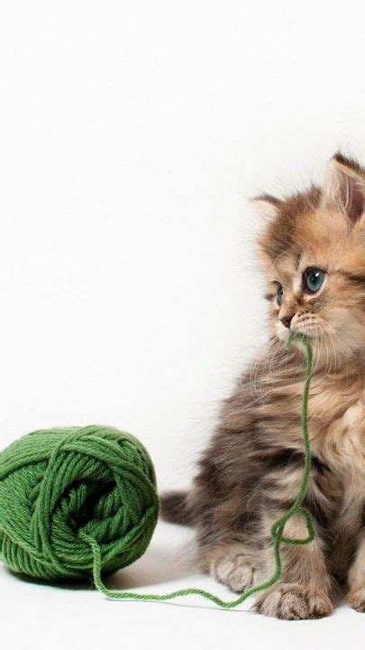 Ingesting plastic may not only result in minor problems such as vomiting and diarrhea, but it can also cause a serious intestinal obstruction that may require surgery. Why Does My Cat Eat Plastic | Kittens cutest, Cute cats ...