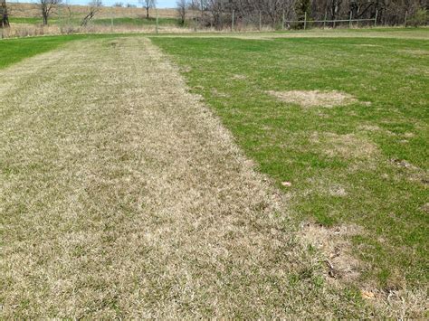 Iaturf Tall Fescue Greening Up Late In The Spring Of 2014