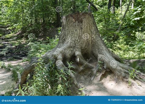 Big Tree Stump With Roots Side View Stock Image Image Of Leaf Wood