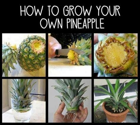 Growing My Own Pineapple Gardening And Planting Pinterest