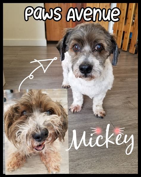 We do this with marketing and advertising partners (who may have their own information they've collected). Mickey said bye bye to quarantine hair... - Paws Avenue ...