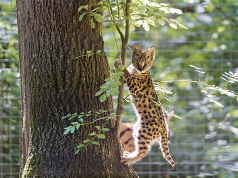 Hand drawn animal illustration, and discover more than 12 million professional graphic resources on freepik. Climbing serval kitten II | Cute serval kitten, climbing ...