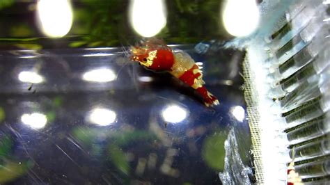 Crystal Red Shrimp With Sexual Reproduction 1 水晶蝦交配交尾 Youtube